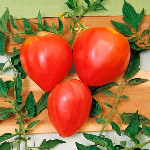 Томат Сахарный бизон, семена рисунок 1 артикул 70188