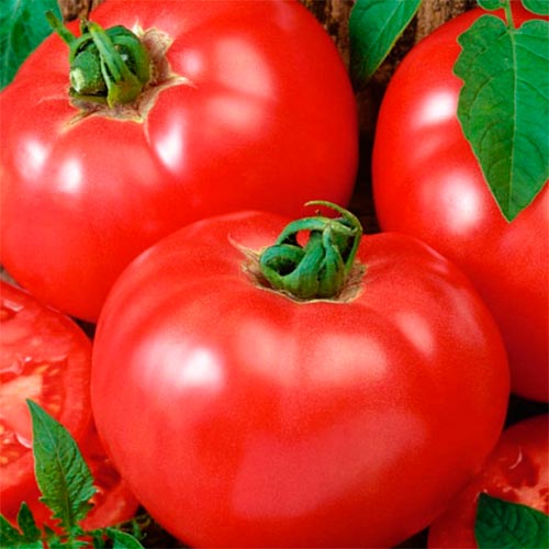 Томат Сахарный гигант, семена рисунок 1 артикул 70189