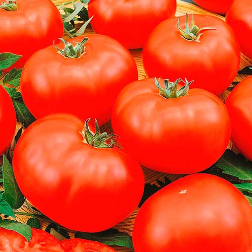 Томат Спартак Імперія насіння зображення 1 артикул 95294