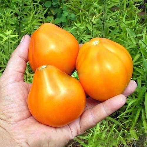 Томат Трюфель жовтий Seedera зображення 1 артикул 65624