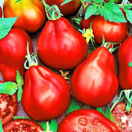 Томат Трюфель красный Seedera рисунок 1 артикул 65625