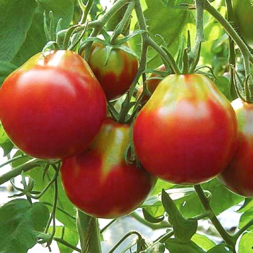 Томат Трюфель рожевий Seedera зображення 1 артикул 65601