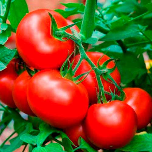Томат Волгоградський 595 Імперія насіння зображення 1 артикул 96206