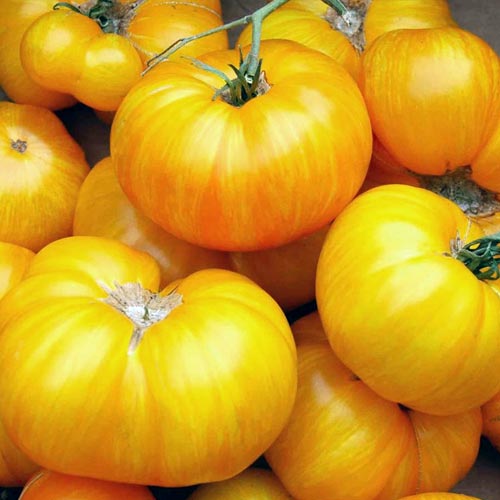 Томат Зебра жовта Seedera зображення 1 артикул 65614