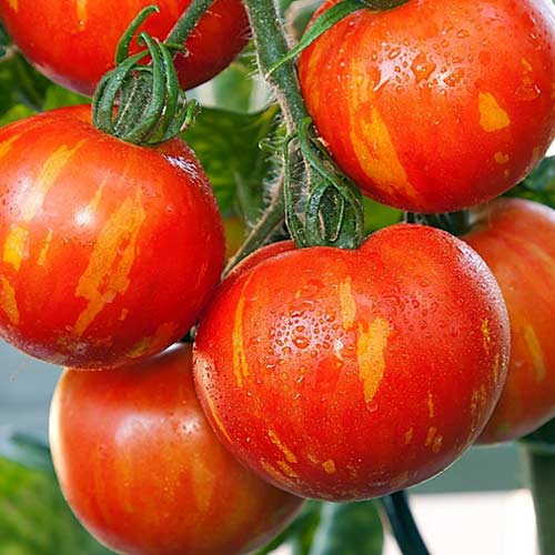 Томат Зебра оранжевая Seedera рисунок 1 артикул 65616