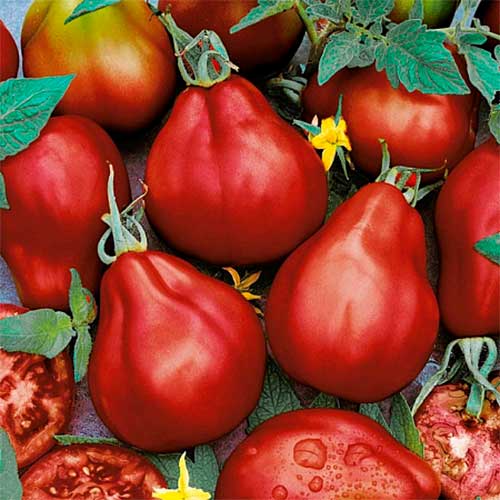 Томат Груша красная, семена рисунок 1 артикул 70184