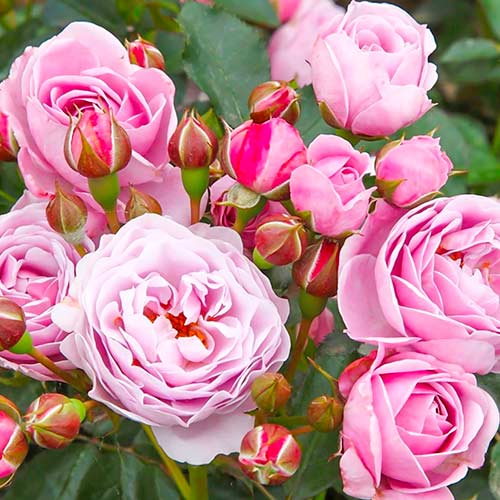 Троянда флорібунда Nautica зображення 1 артикул 5705