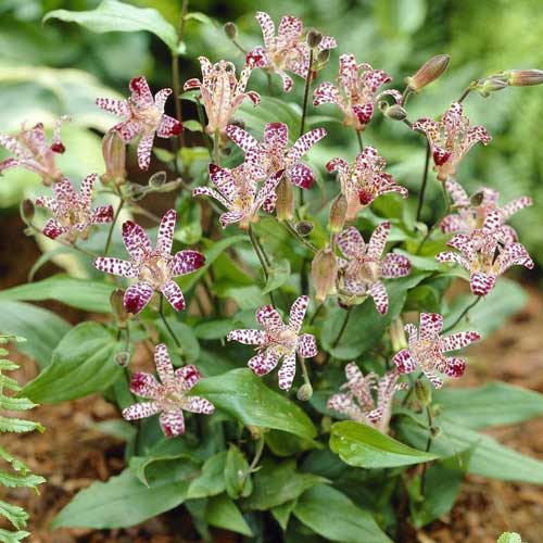 Трициртис (садова орхідея) Вайт зображення 1 артикул 76148