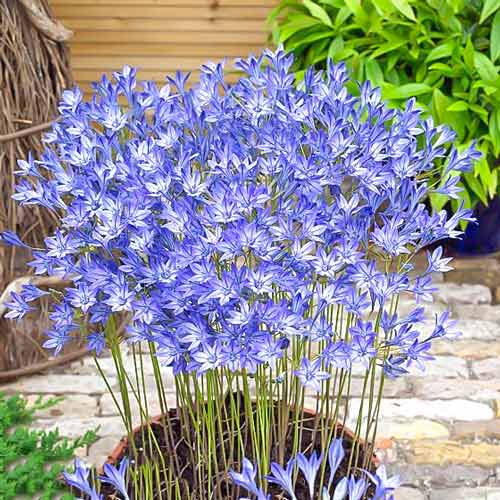 Трітелея (бродіея) пухка Конінгін Фабіола зображення 1 артикул 68921