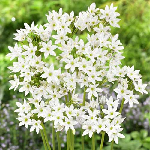 Трителия (бродиэя) Уайт рисунок 1 артикул 68922