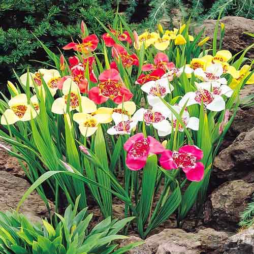 Тритония, мікс зображення 1 артикул 76506