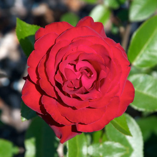 Троянда чайно-гібридна Торнадо (Tornado) зображення 1 артикул 3871