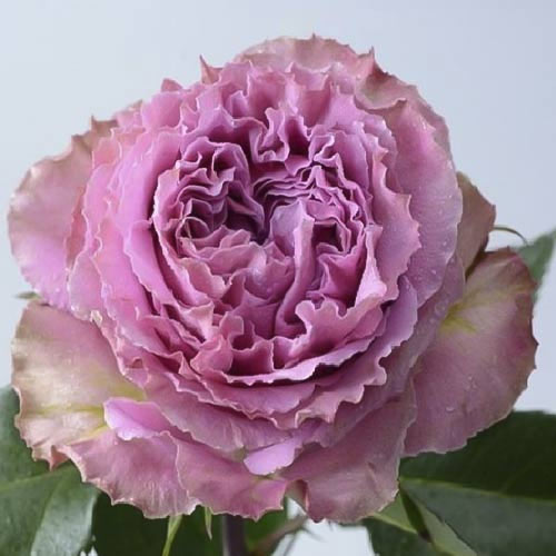 Роза чайно-гибридная Вайлд Моментс (Wild Moments) рисунок 1 артикул 3807