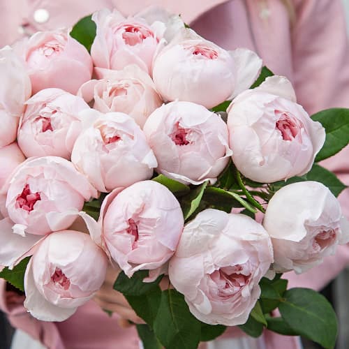 Троянда флорібунда Піоні Пінк (Peony Pink) зображення 1 артикул 3808