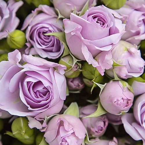 Роза спрей Сильвер Шедоу (Silver Shadow) рисунок 1 артикул 3872