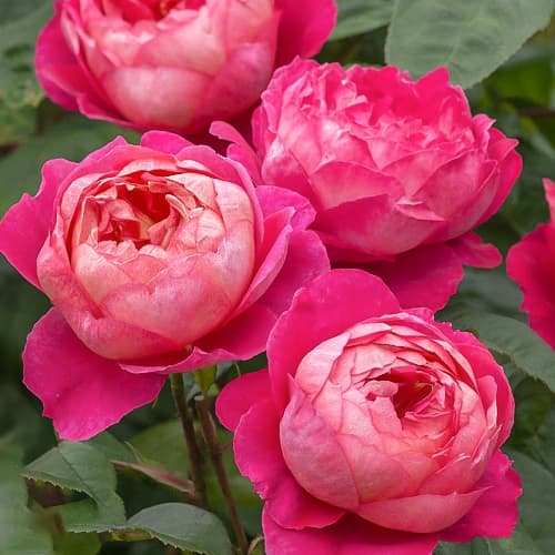 Роза английская Бенджамин Бриттен (Benjamin Britten) рисунок 1 артикул 2210