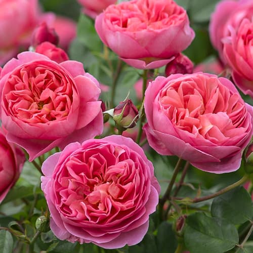 Троянда англійська Боскобель (Boscobel) артикул фото 1 Троянда англійська Боскобель (Boscobel) зображення 1 артикул 6006