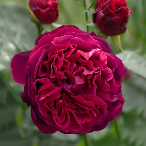 Роза английская Фальстаф (Falstaff) рисунок 1 артикул 3701