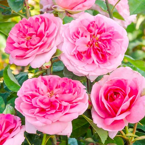 Троянда англійська Gertrude Jekyll артикул фото 1 Троянда англійська Gertrude Jekyll зображення 1 артикул 5502