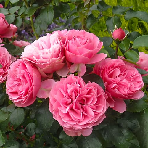 Роза флорибунда Леонардо да Винчи (Leonardo da Vinci) рисунок 1 артикул 3700