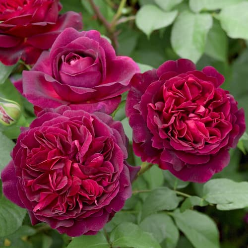 Роза английская Манстед Вуд (Munstead Wood) рисунок 1 артикул 6009