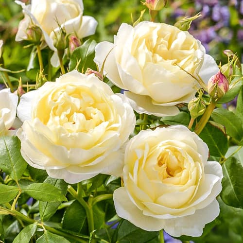 Троянда англійська Ванесса Белл (Vanessa Bell) зображення 1 артикул 6007