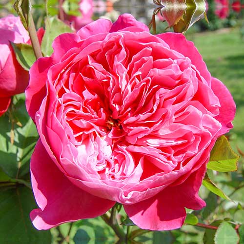 Роза чайно-гибридная Академия рисунок 1 артикул 5547