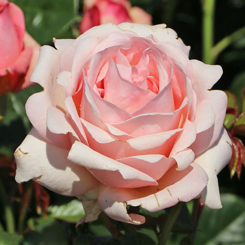 Роза чайно-гибридная Афродита (Aphrodite) рисунок 1 артикул 6016