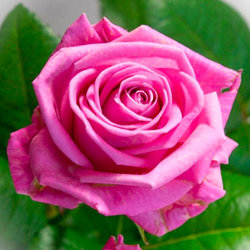 Роза чайно-гибридная Аква рисунок 1 артикул 3719