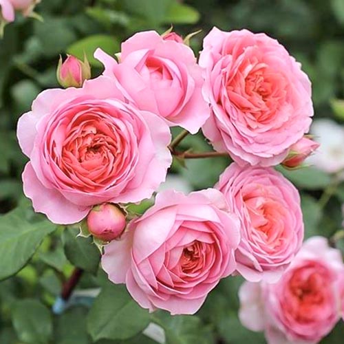 Троянда чайно-гібридна Амандін Шанель (Amandine Chanel) зображення 1 артикул 1522