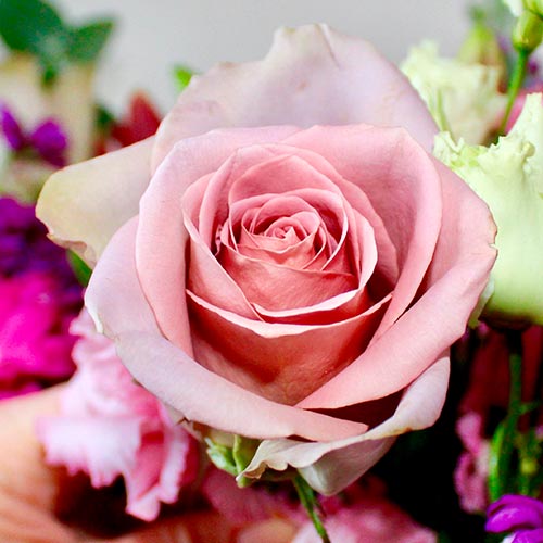 Троянда чайно-гібридна Амнезія (Amnesia) зображення 1 артикул 6013