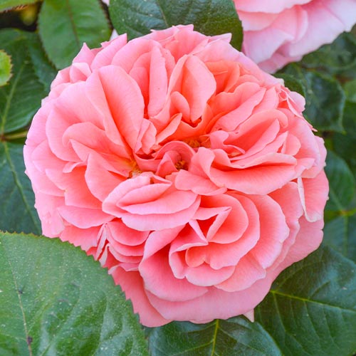 Роза чайно-гибридная Амур де Молен (Amour de Molene) рисунок 1 артикул 1524