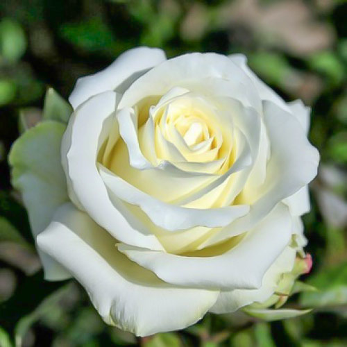 Роза чайно-гибридная Анастасия (Anastasiya) рисунок 1 артикул 3720