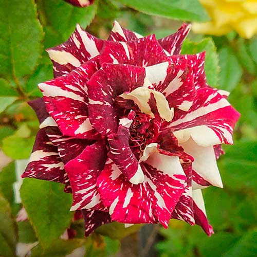 Троянда чайно-гібридна Анрі Матіс (Henri Matisse) артикул фото 1 Троянда чайно-гібридна Анрі Матіс (Henri Matisse) зображення 1 артикул 6014