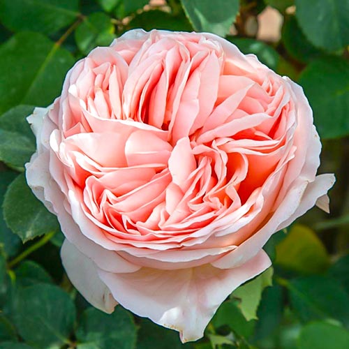 Роза чайно-гибридная Антико Аморе (Antiko Amore) рисунок 1 артикул 6015