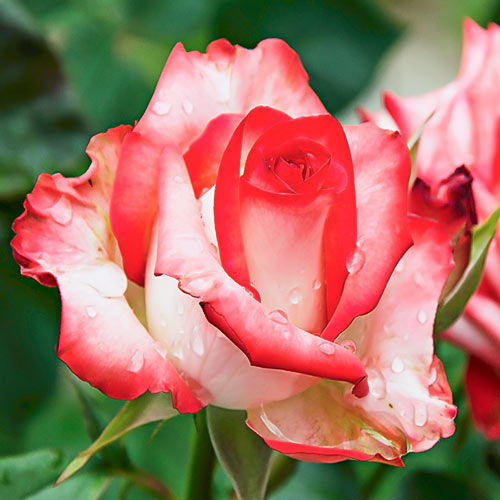 Роза чайно-гибридная Белла Перла (Belle Perle) артикул фото 1 Роза чайно-гибридная Белла Перла (Belle Perle) рисунок 1 артикул 6017