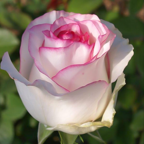 Троянда чайно-гібридна Белла Віта (Bella Vita) зображення 1 артикул 3721