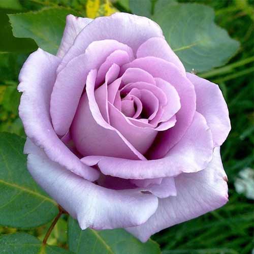 Троянда чайно-гібридна Блакитна Королева зображення 1 артикул 3745