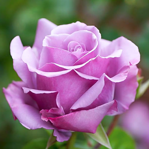 Роза чайно-гибридная Голубой Нил (Blue Nile) рисунок 1 артикул 3725