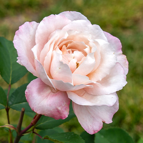 Троянда чайно-гібридна Блаш (Blush) зображення 1 артикул 6018