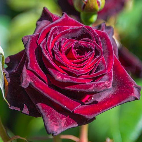 Роза чайно-гибридная Блэк Леди рисунок 1 артикул 3740