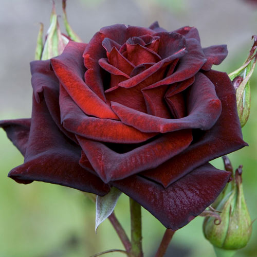 Роза чайно-гибридная Блэк Мэджик (Black Magic) рисунок 1 артикул 3723