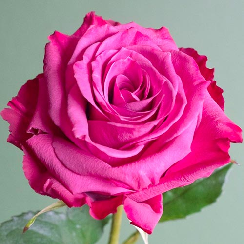 Роза чайно-гибридная Блуберри рисунок 1 артикул 3742