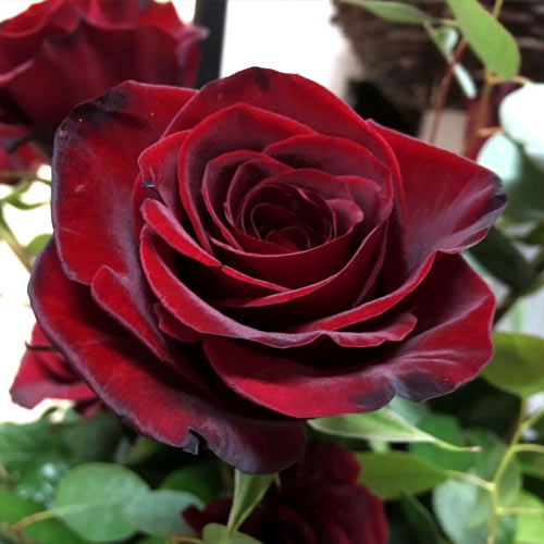 Роза чайно-гибридная Черный Барон (Black Baron) рисунок 1 артикул 3767