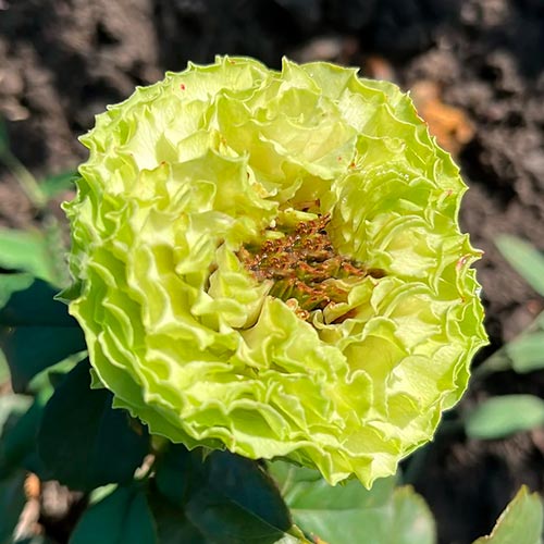 Роза чайно-гибридная Дениз (Deniz) артикул фото 1 Роза чайно-гибридная Дениз (Deniz) рисунок 1 артикул 6027