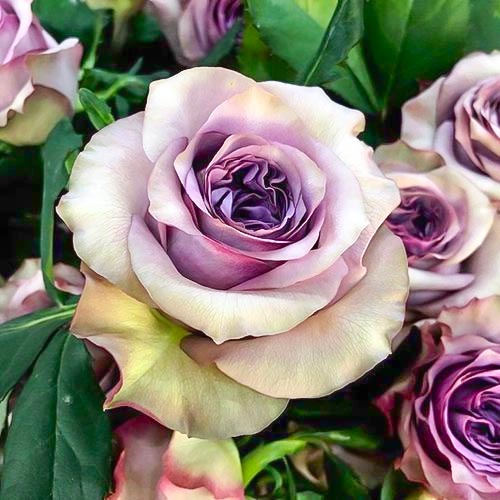 Роза чайно-гибридная Дольчетто (Dolcetto) артикул фото 1 Роза чайно-гибридная Дольчетто (Dolcetto) рисунок 1 артикул 6028