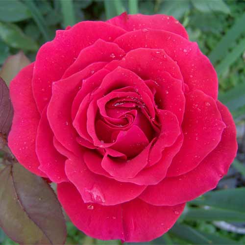 Роза чайно-гибридная Доминика рисунок 1 артикул 3748