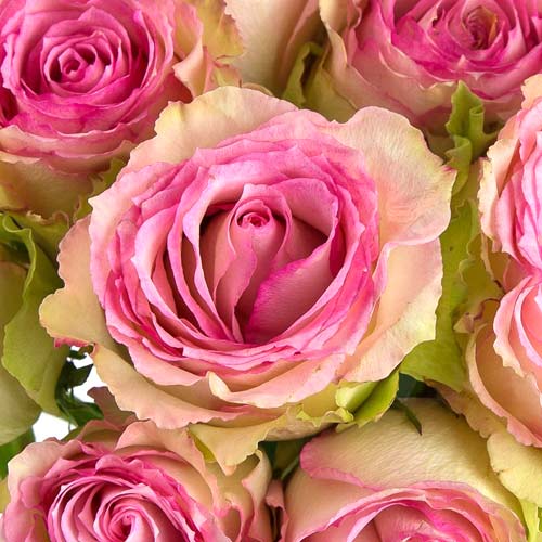 Роза чайно-гибридная Эсперанса (Esperance) рисунок 1 артикул 6047