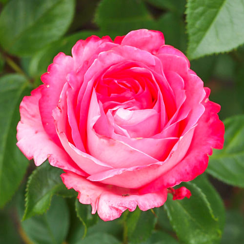 Роза чайно-гибридная Фиджи (Fiji) рисунок 1 артикул 3765