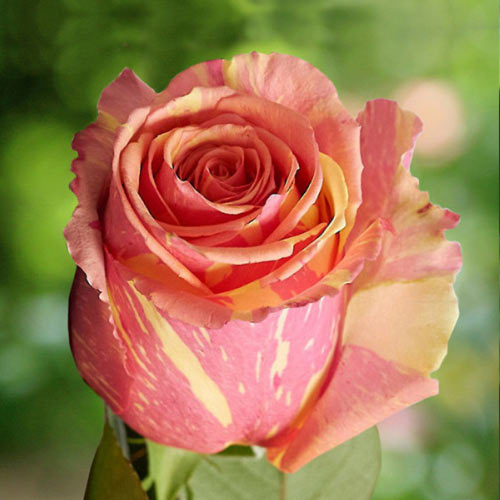 Роза чайно-гибридная Фиеста (Fiesta) артикул фото 1 Роза чайно-гибридная Фиеста (Fiesta) рисунок 1 артикул 6046